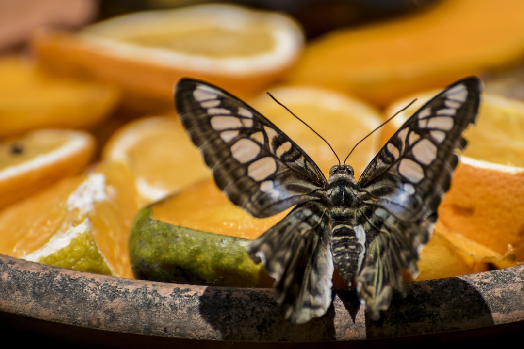 Photo Butterfly, Orange
